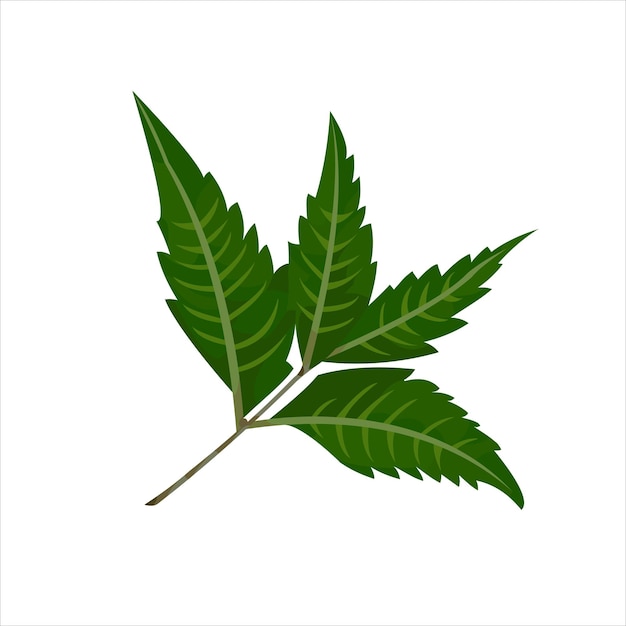 Mimba grean leaf vector diseño plano gráfico ilustración 2d hd