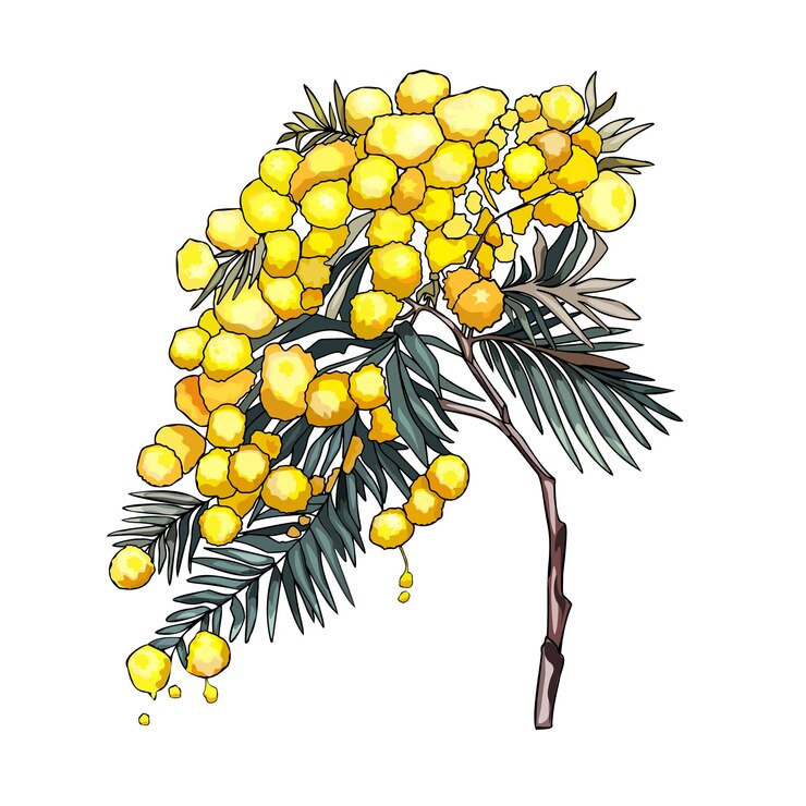 Vector mimosa ilustración vectorial de flores elegantes plantas como espacios en blanco para diseñadores logotipos etiquetas postales ilustración vectorial por línea para colorear