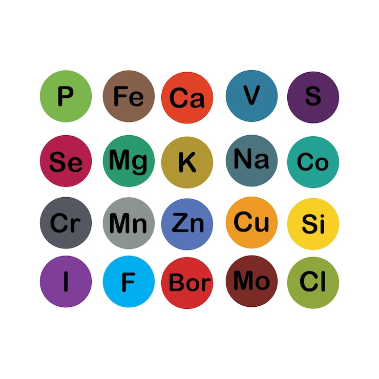 Vector minerales microelementos y macroelementos útiles para la salud humana fundamentos de alimentación saludable y estilos de vida saludables