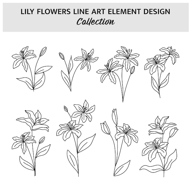 Minimalista Flor de Lirio Ilustración vectorial dibujada a mano Conjunto de flores Esbozo de dibujo sobre fondo blanco