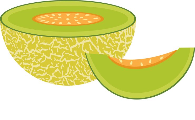 Vector la mitad y una rebanada de melón verde