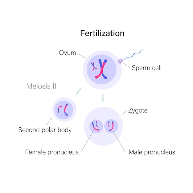 Mitosis