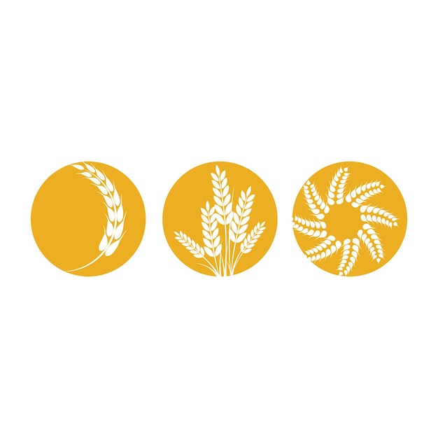 Modelo y símbolo del vector del logotipo de trigo para la agricultura