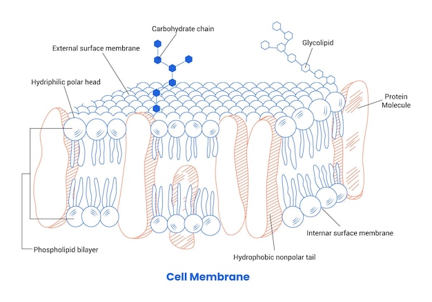 Vector modelos detallados de diagrama de la estructura de la membrana celular humana ilustración