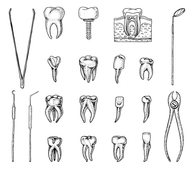 Molar dientes esmalte conjunto dental instrumentos equipo del dentista médico cavidad oral salud limpia o enferma o caries mano grabada humana dibujada en medicina antigua o boceto cuidado para implante de cavidad