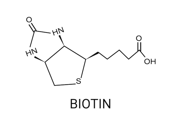 Molécula de biotina o vitamina B7 fórmula esquelética del vector