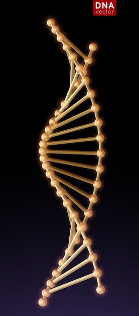 Vector molécula de estructura de adn de oro