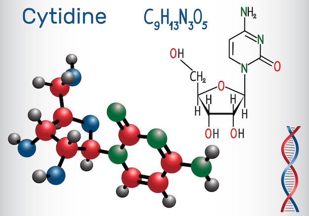 La molécula de nucleósido de pirimidina citidina es una parte importante del ARN