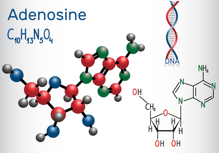 Vector la molécula de nucleósido de purina de adenosina es una parte importante del adn del arn atp adp camp