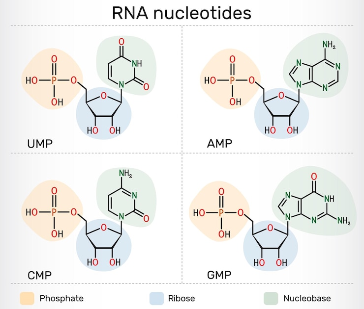 Vector las moléculas de nucleótidos de arn ribonucleósido monofosfatos amp gmp cmp ump