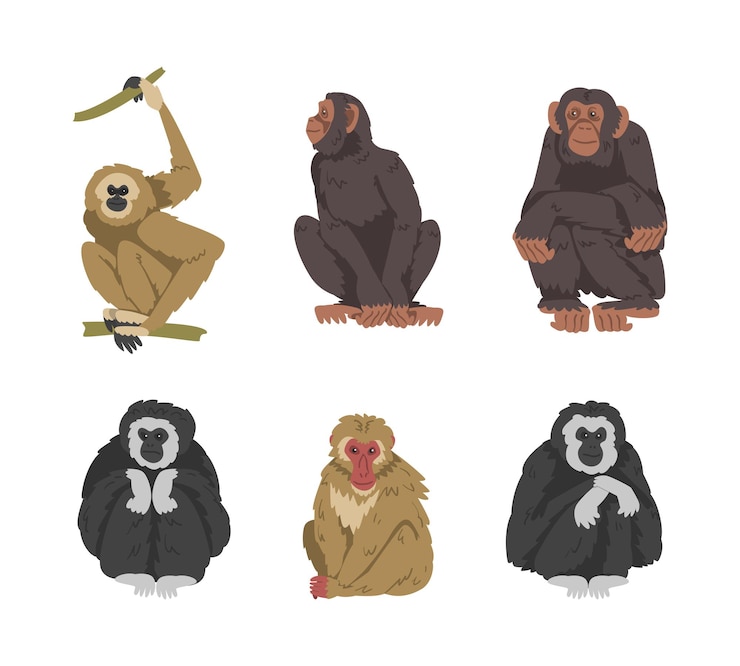 Vector mono como primate arbóreo y conjunto vectorial de mamíferos simianos