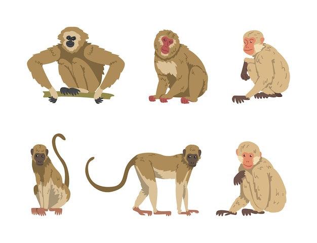 Mono como primate arbóreo y conjunto vectorial de mamíferos simianos