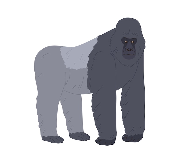 Mono fornido o gorila parado sobre cuatro patas y apoyado en las extremidades anteriores. Animal negro y gris africano con los pies y la cara descalzos. Ilustración de vector plano colorido aislado sobre fondo blanco.