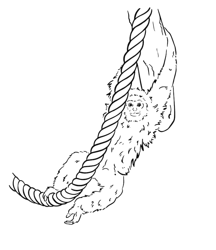 Vector mono gibón de mano blanca colgando de una cuerda primate mamífero animal garabateo lineal dibujos animados para colorear boo