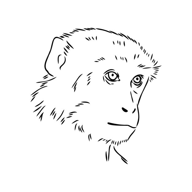 Mono icono selva macaco contorno insignia zoo animal vector ilustración