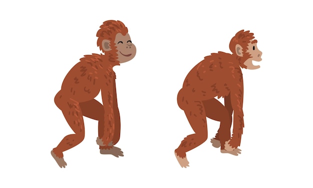 Mono o primate como etapa de evolución humana y conjunto de vectores de desarrollo gradual