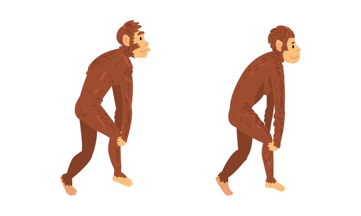 Vector mono o primate como etapa de evolución humana y conjunto de vectores de desarrollo gradual