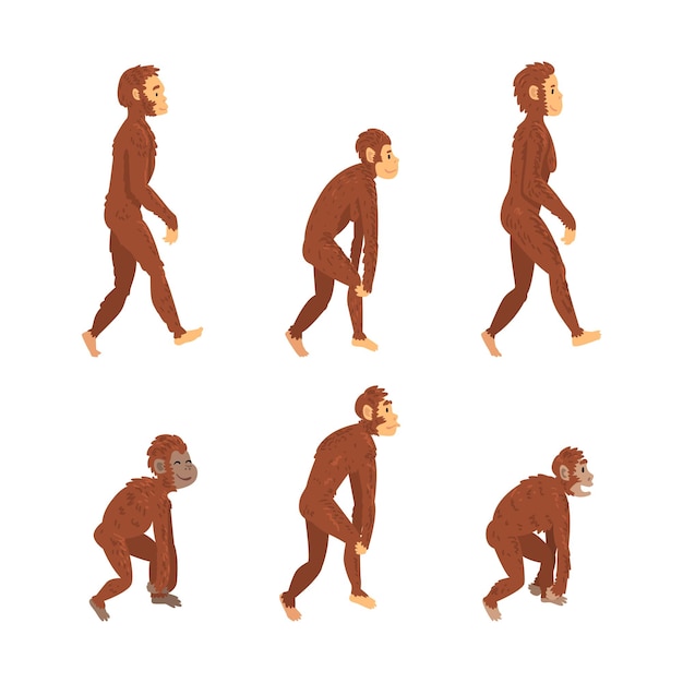 Mono o primate como etapa de evolución humana y conjunto de vectores de desarrollo gradual