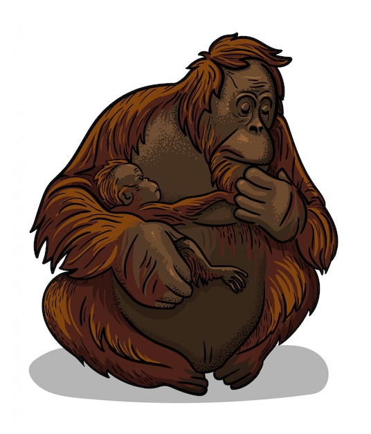 Mono orangután hembra animal asiático con bebé-mono sentado aislado en estilo de dibujos animados. Ilustración educativa de zoología