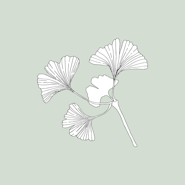Monocromo Ginkgo (Ginkgo biloba) sobre un fondo verde.