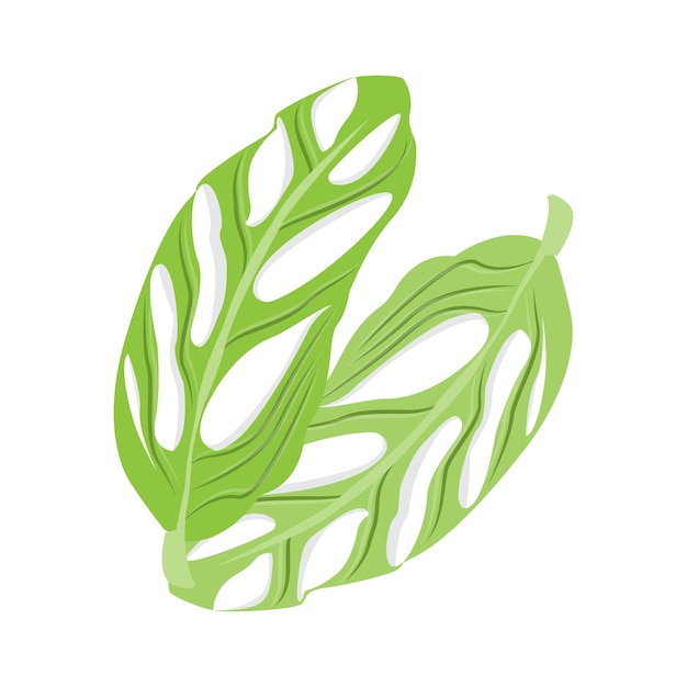 Monstera adansonii leaf logo green plant vector tree vector ilustración de hoja rara