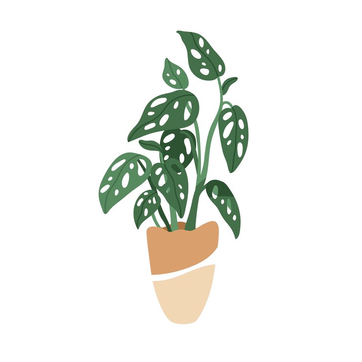 Vector monstera adansonii planta suiza en maceta con hoja de queso planta de interior verde con agujeros en las hojas vegetación de follaje interior de moda en maceta ilustración vectorial plana aislada sobre fondo blanco