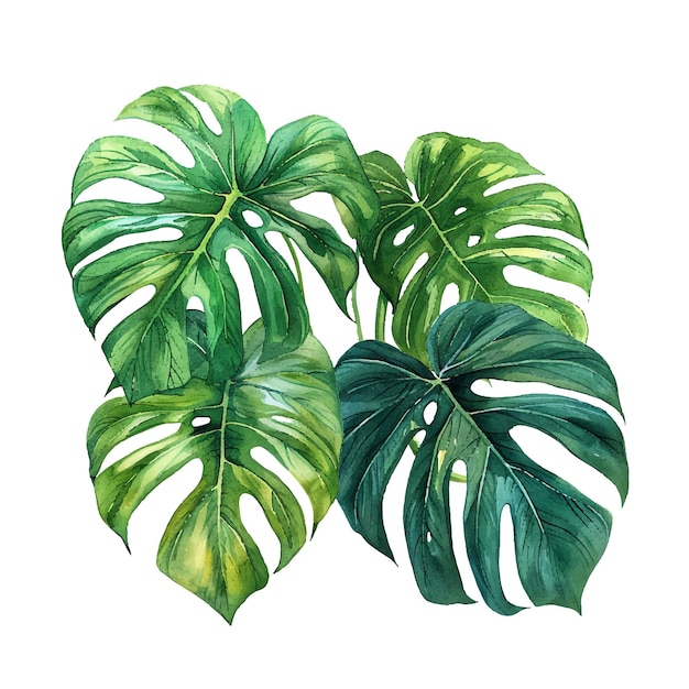 Vector monstera deja una ilustración vectorial en estilo acuarela