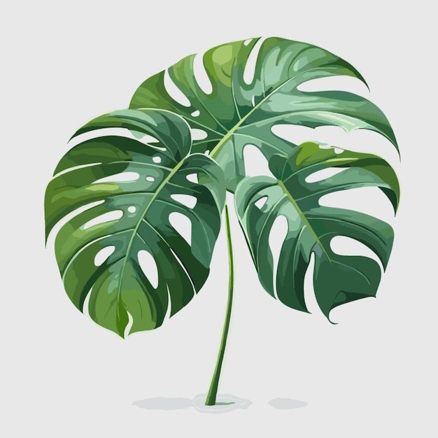 Monstera deja el vector sobre un fondo blanco