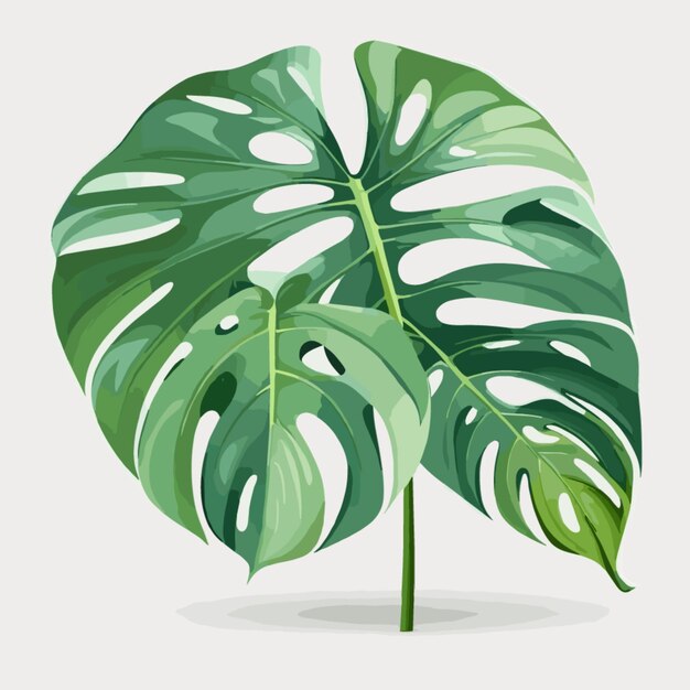 Monstera deja el vector sobre un fondo blanco