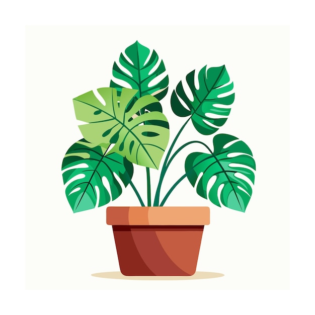 Monstera deliciosa en una olla