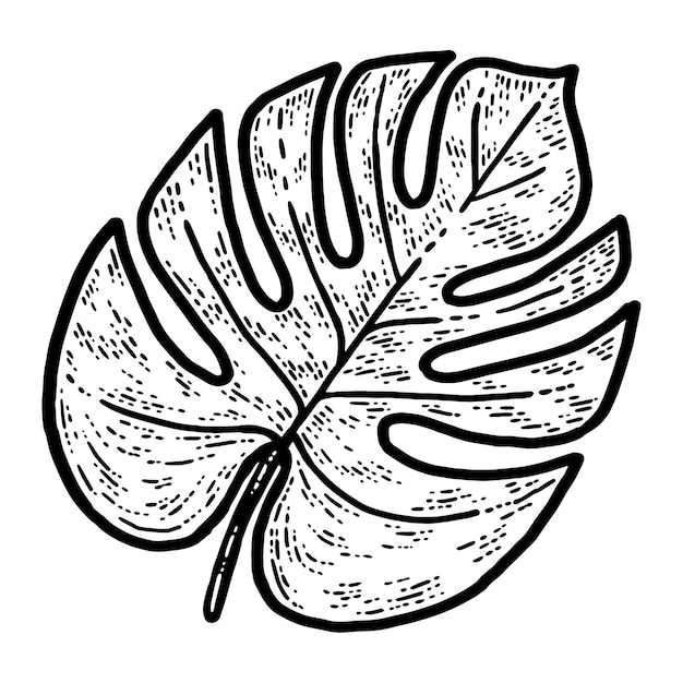Monstera hoja aislada planta Sketch scratch tablero imitación