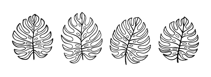 Vector monstera hoja doodle conjunto de iconos dibujados a mano contorno de dibujo tropical monstera hojas línea colección de símbolos clipart