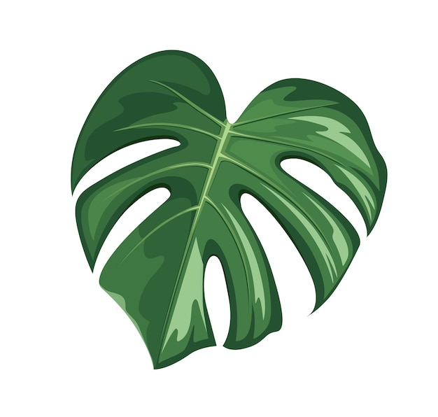 Monstera hoja