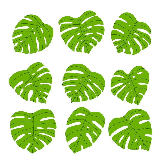 Vector monstera hojas conjunto minimalista dibujado a mano simple colección de hojas tropicales de moda botánico