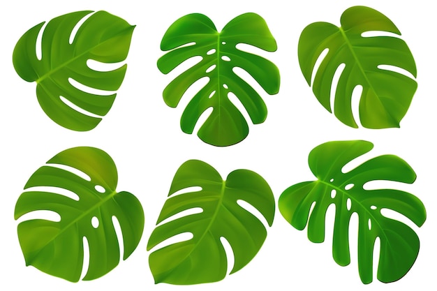 Monstera tropical realista vector deja follaje de palmeras exóticas verdes