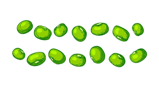 Montón de frijol mungo conjunto Alimentos proteicos orgánicos naturales Gramo verde o forma maash