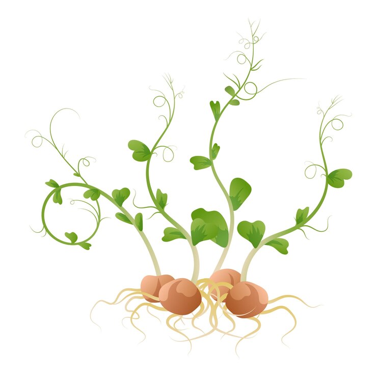 Un montón de microgreens de guisantes aislados en un fondo blanco Ilustración de picantes jóvenes brotes de picantes plántulas