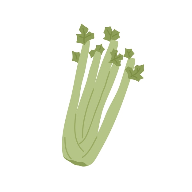 Montón de tallos de apio fresco con hoja. Verdura verde cruda. Merienda crujiente y saludable. Ilustración de vector plano de superalimento vegetariano aislado sobre fondo blanco