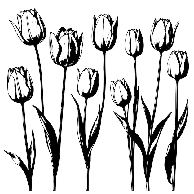 Un montón de tulipanes en blanco y negro