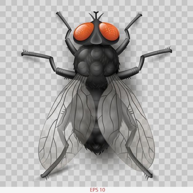 Vector mosca de insecto realista en vector