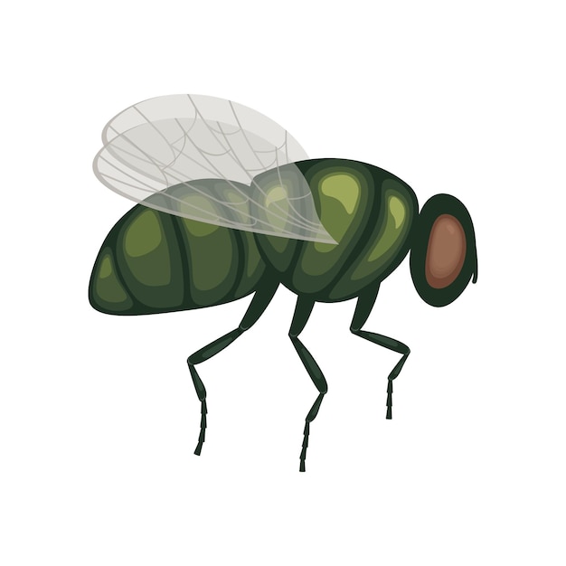 Una mosca verde en vuelo. Un insecto volador. Imagen de una mosca, vista lateral. Un insecto volador. Ilustración de vector aislado sobre fondo blanco