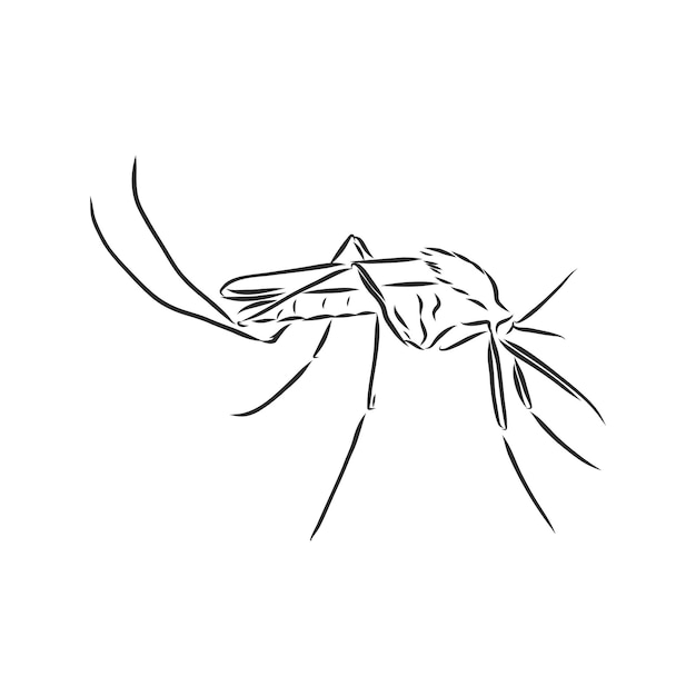 Vector mosquito de dibujo a mano. ilustración de vector, mosquito, ilustración de dibujo vectorial