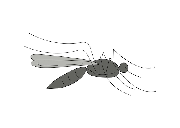 Vector mosquito