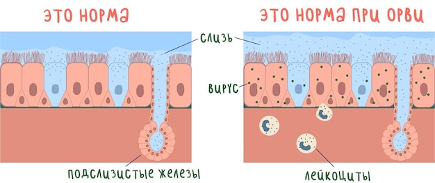 Vector la mucosa nasal