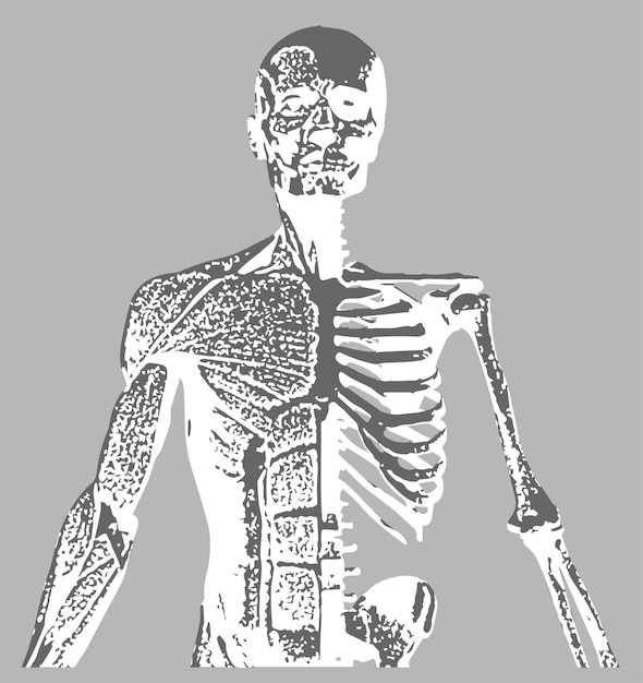 Vector se muestra un esqueleto humano con la mano superior izquierda y la mano superior derecha está etiquetada.