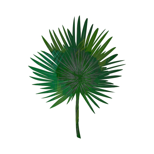 Se muestra una hoja verde de una palmera con la palabra palma en ella