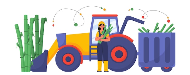 Mujer con concepto de producción de azúcar joven con tractor cerca de plantas de bambú cubo de dulce