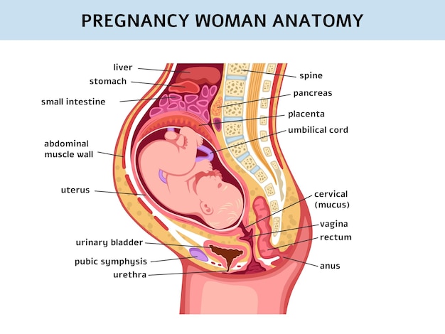 Mujer embarazada Embarazo curso normal educación médica vejiga vagina y cuello uterino Feto con cordón umbilical y placenta Cartel anatómico Preparación para el parto Concepto vectorial