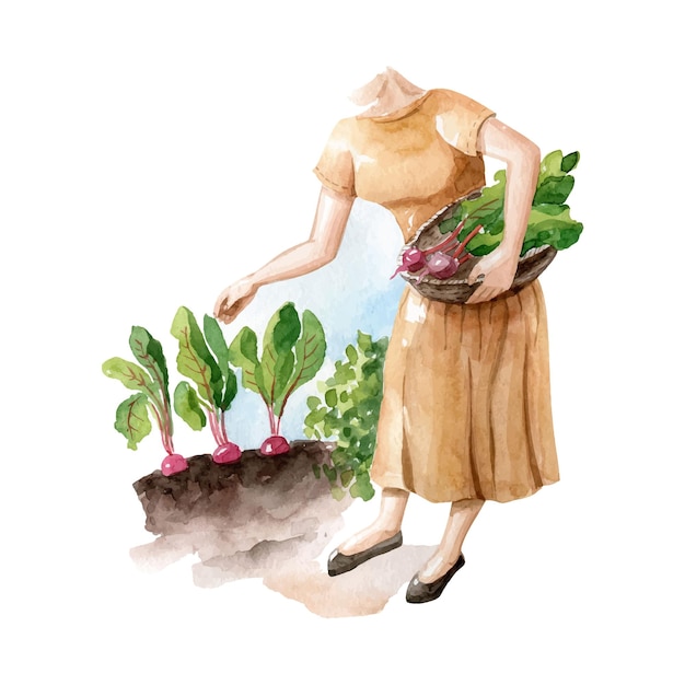 Mujer jardinero trabaja en el jardín Agricultor con cesta y remolacha Vector clipart