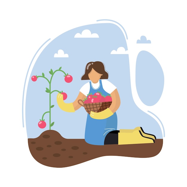 Vector una mujer joven recogiendo tomates mujer cosecha tomates mujer con canasta concepto de jardinería